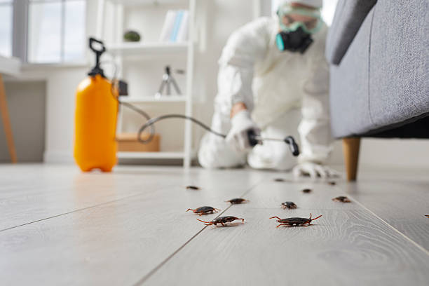 Post-Treatment Bed Bug Interceptor Monitoring in Albany